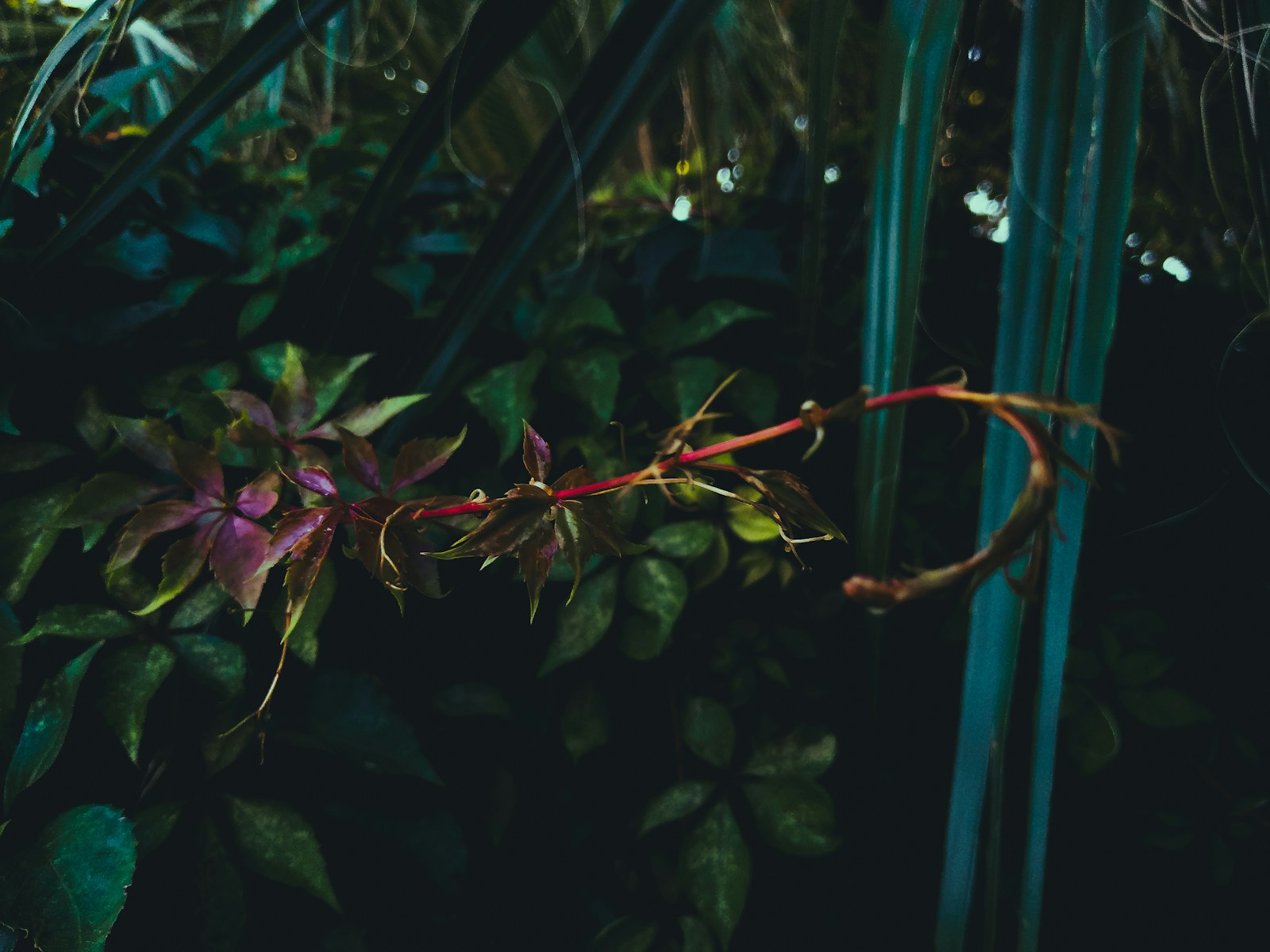 a close up of a plant with green leaves