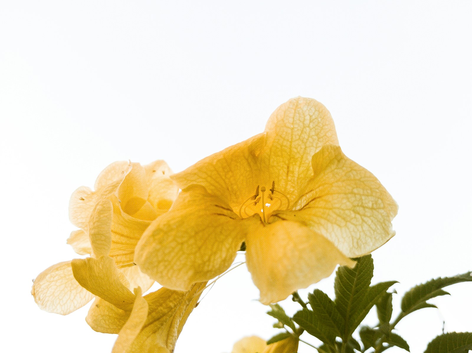 a close up of a yellow flower with a sky background
