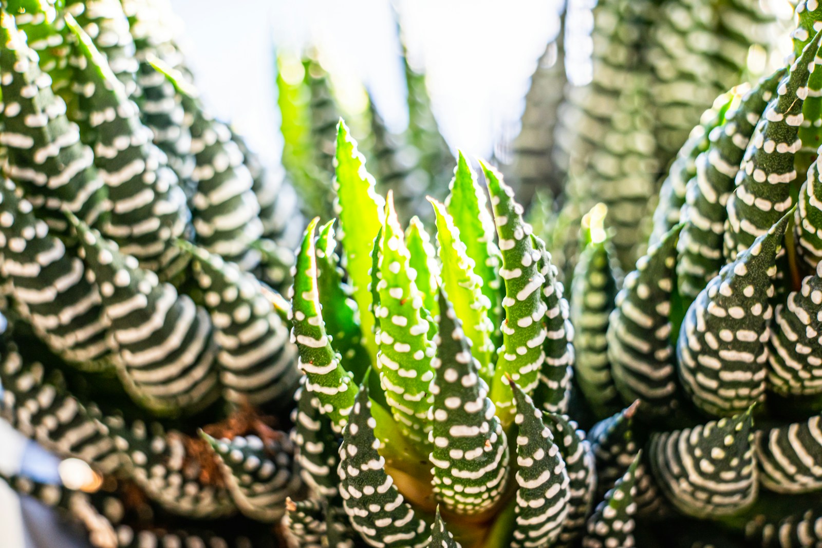 green and brown cactus plant
