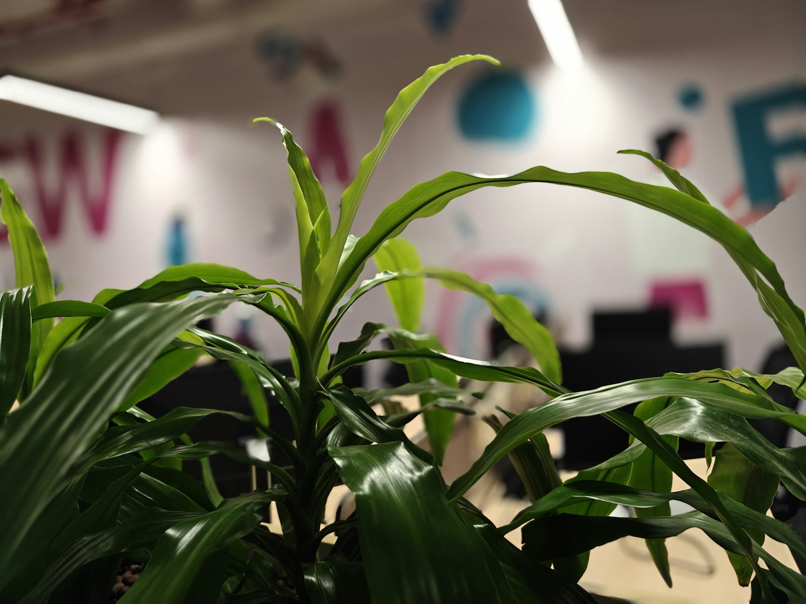 A green plant in focus with a blurry office background